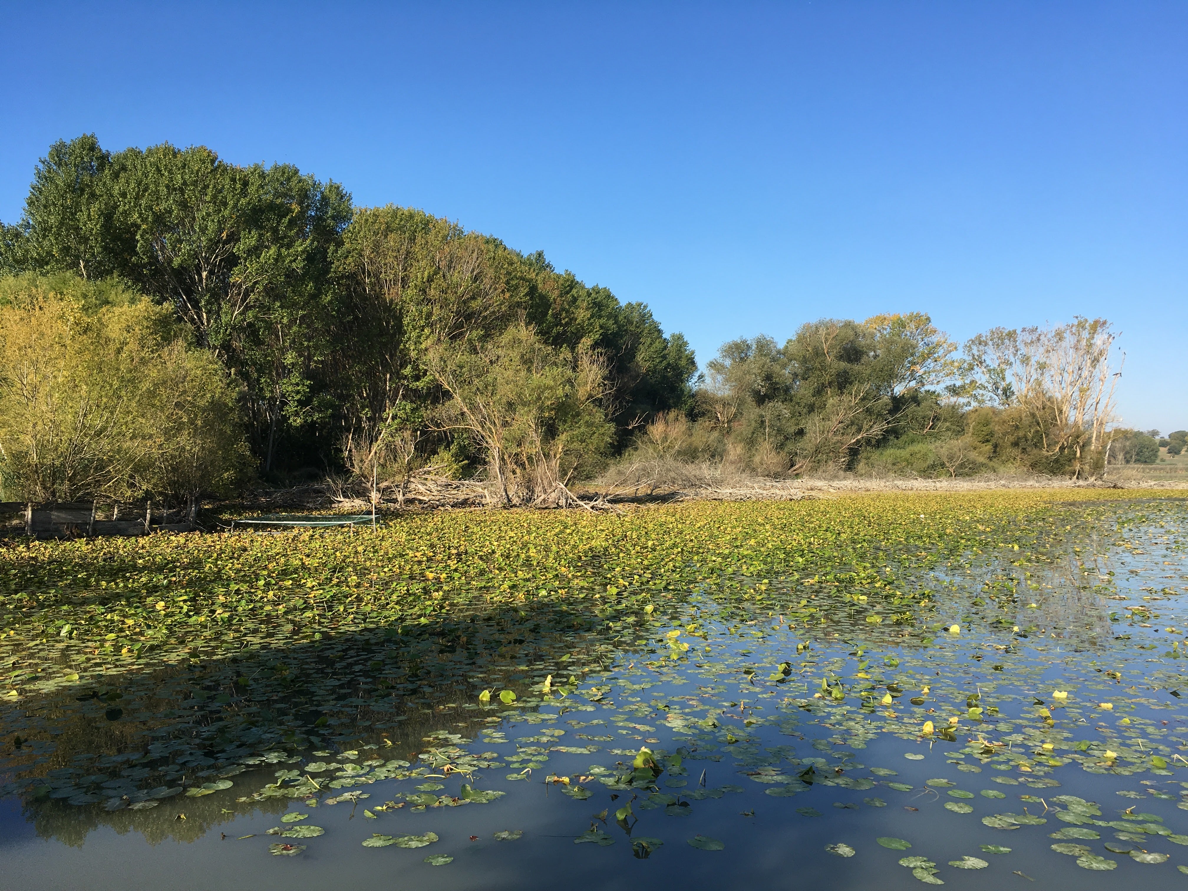 Lake of Chiusi - picture 3